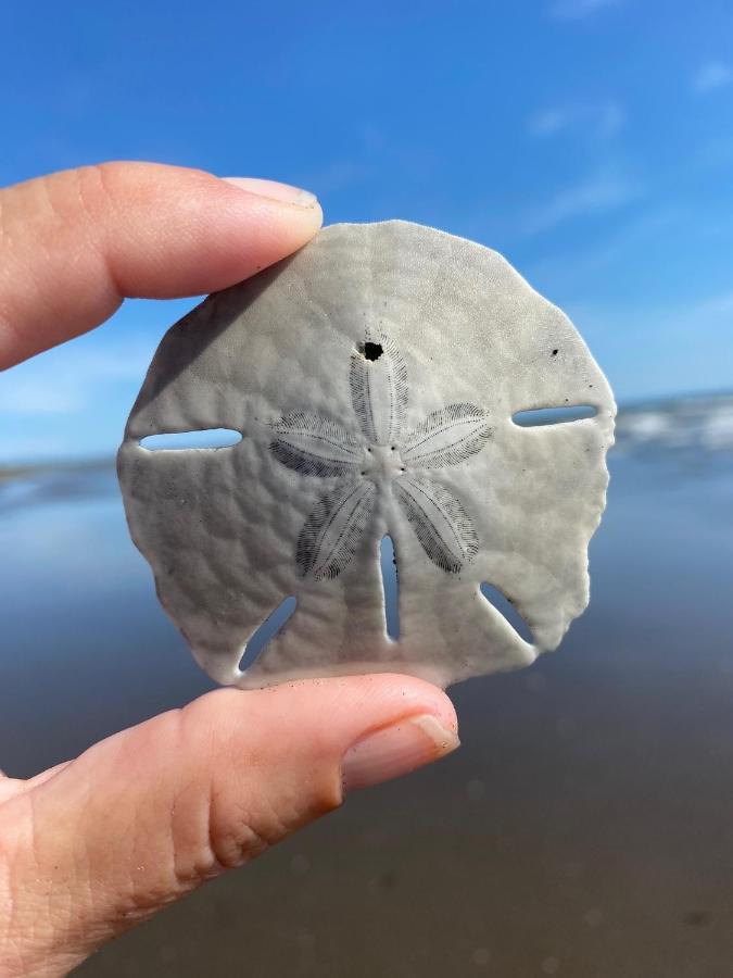 Uverito Sand Dollar B&B Las Tablas Extérieur photo